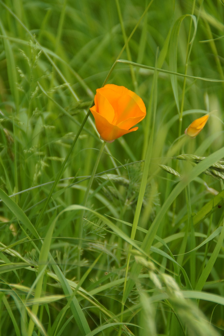 blossom bloom flower free photo