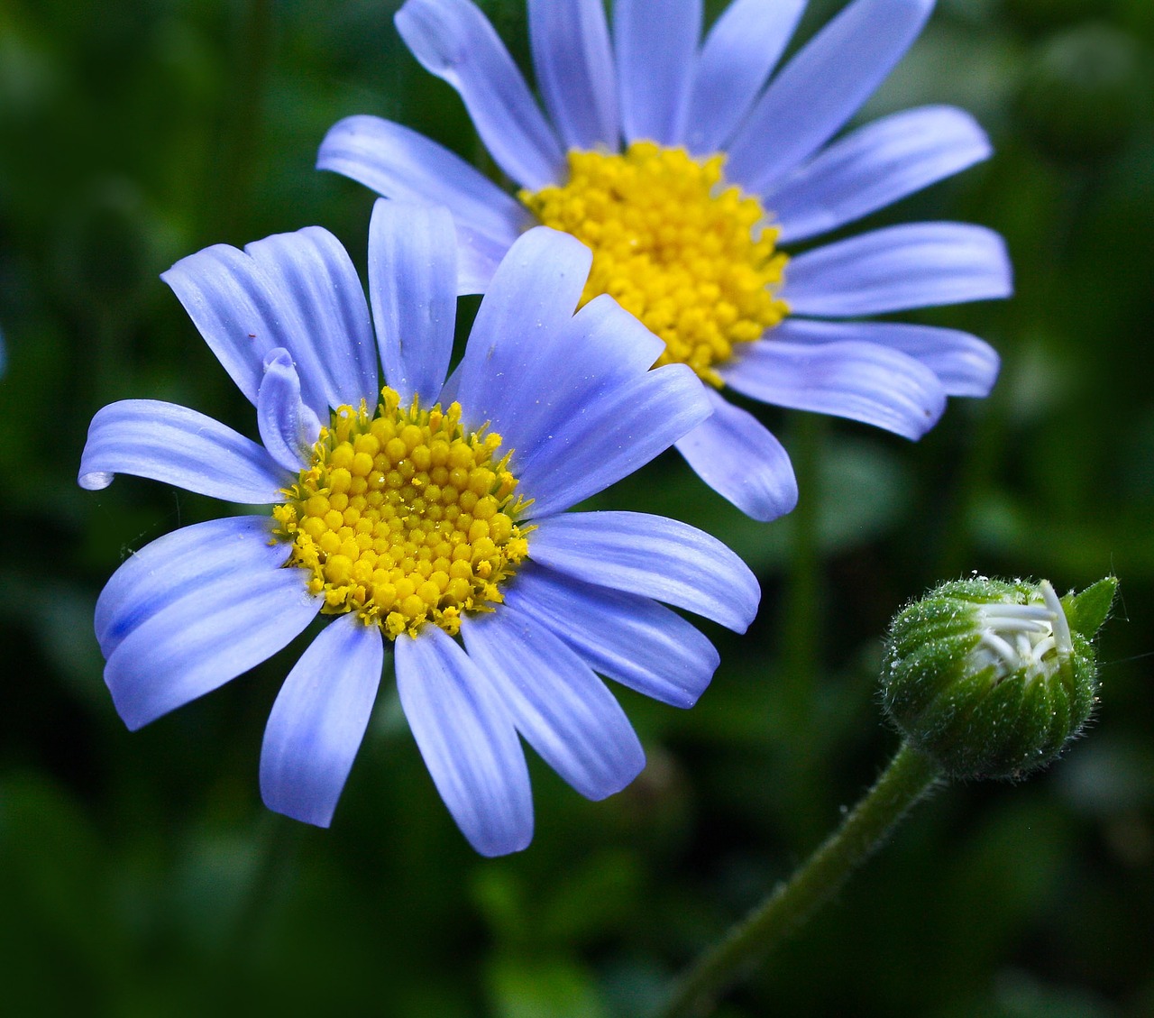 blossom bloom plant free photo