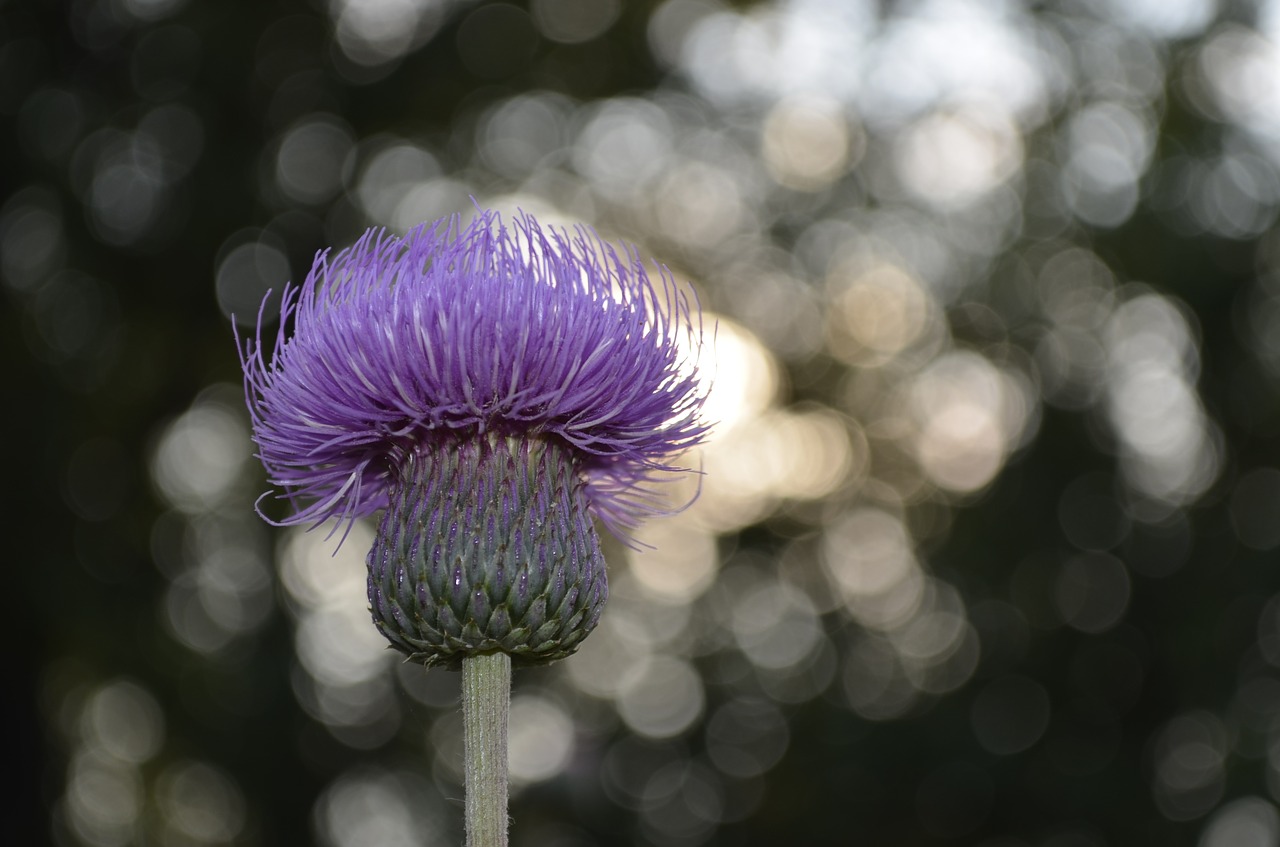 flower background bokeh free photo