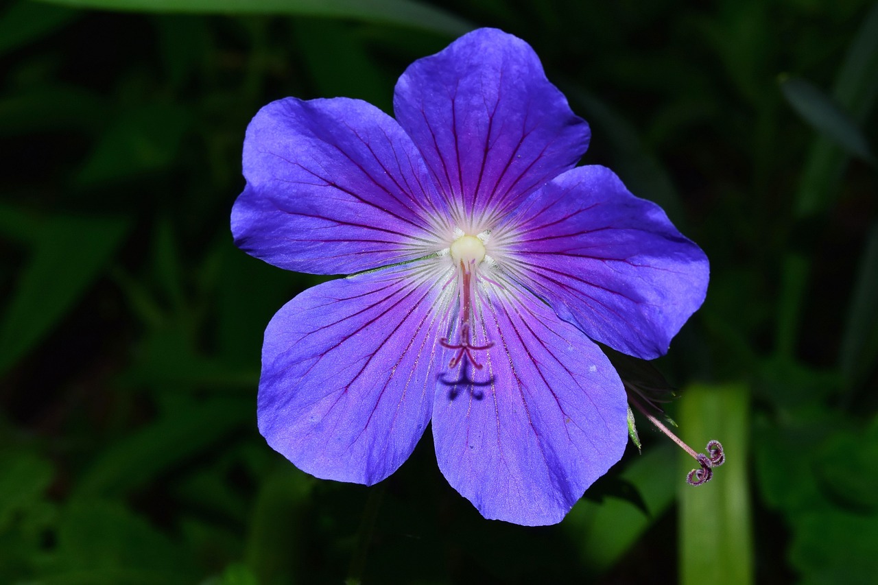 flower blossom bloom free photo