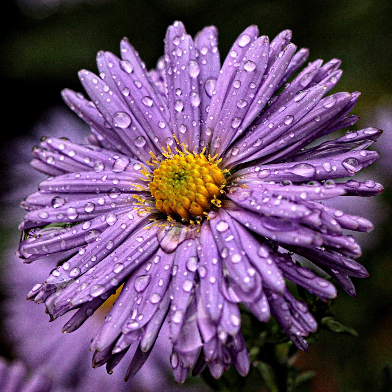 flower drops flora free photo