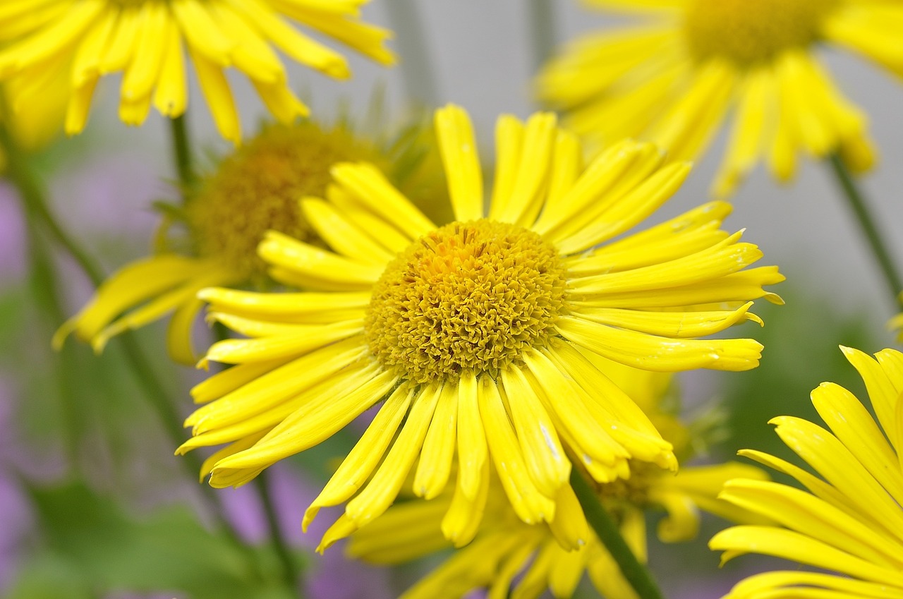 flower yellow flower blossom free photo