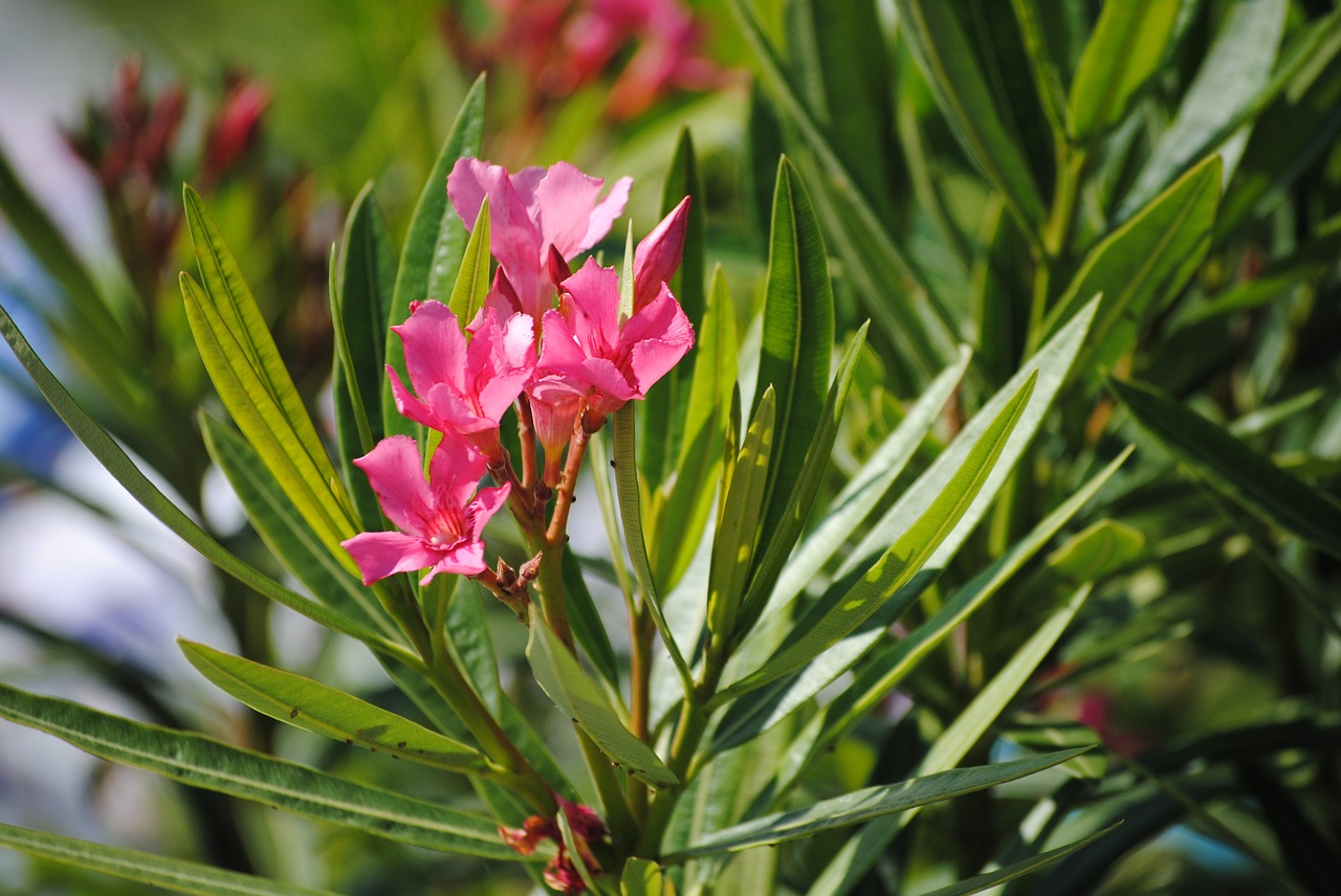 flower pink nature free photo