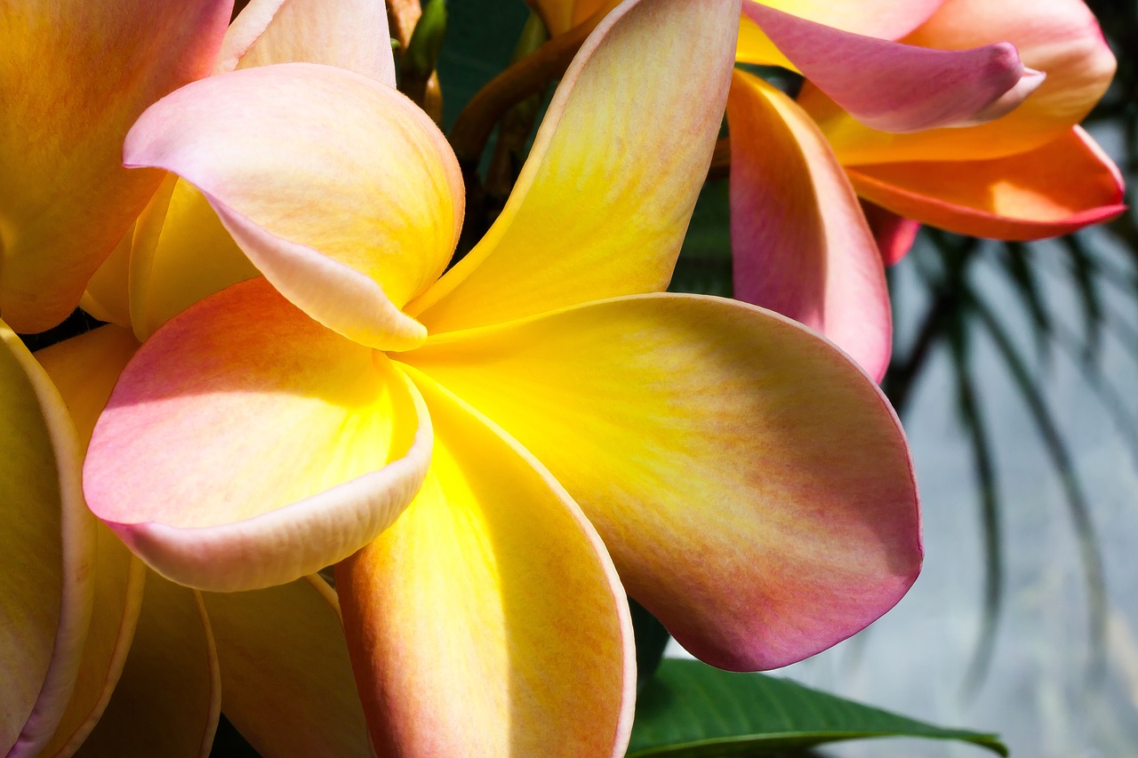 flower tropical frangipani free photo