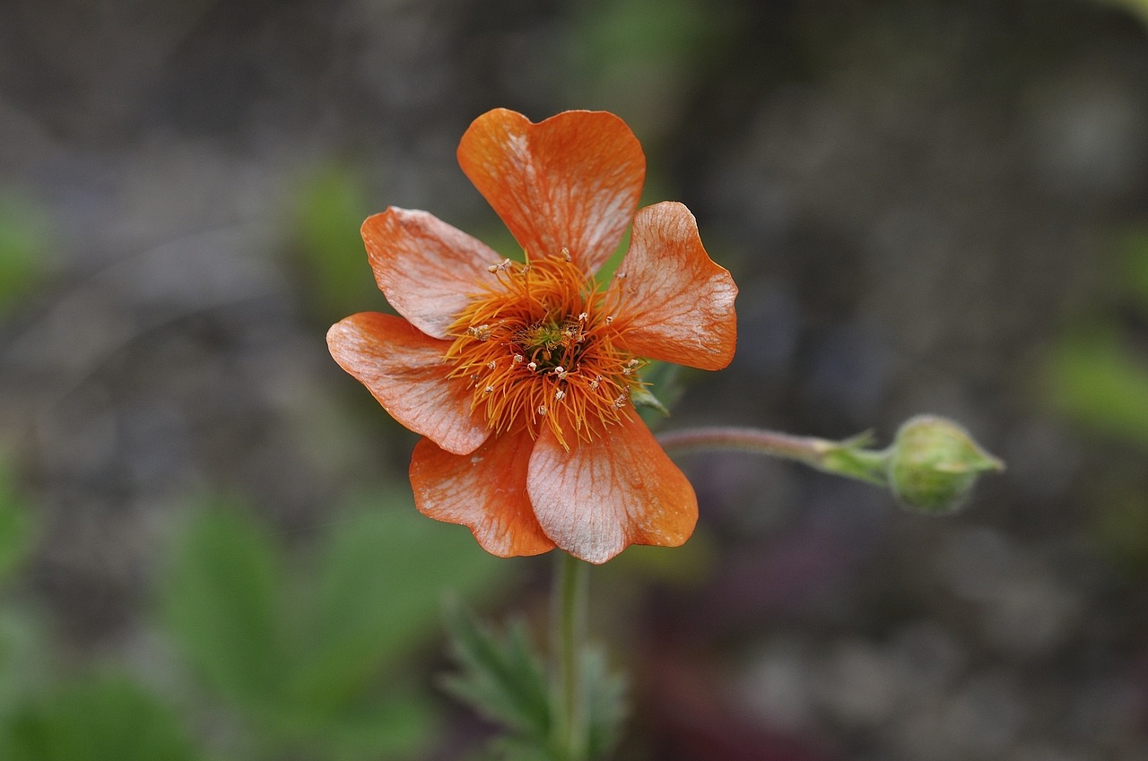 flower plant blossom free photo