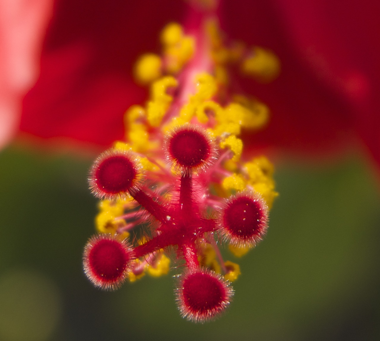 flower stamens pistils free photo