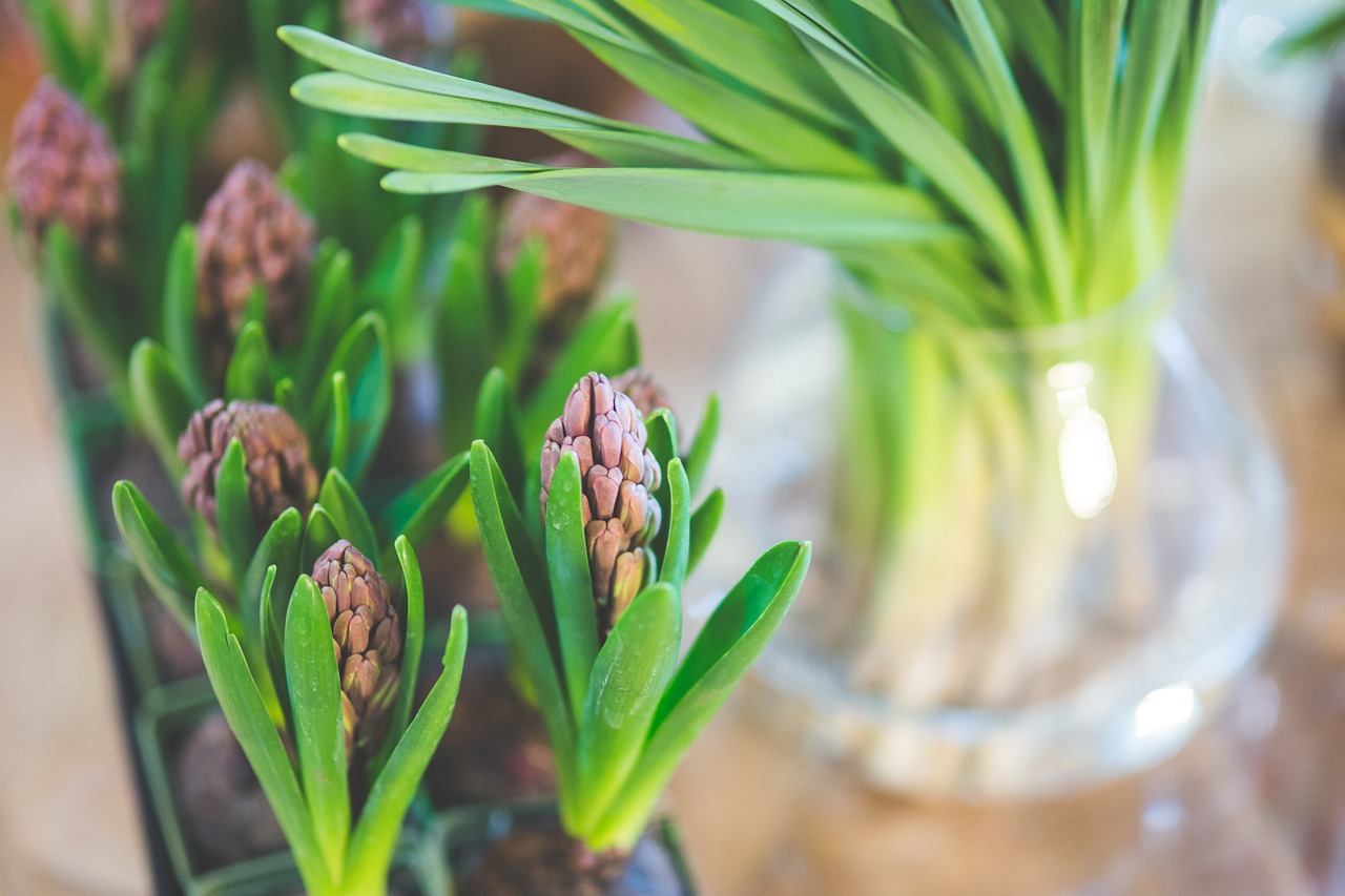 flower hyacinth spring free photo