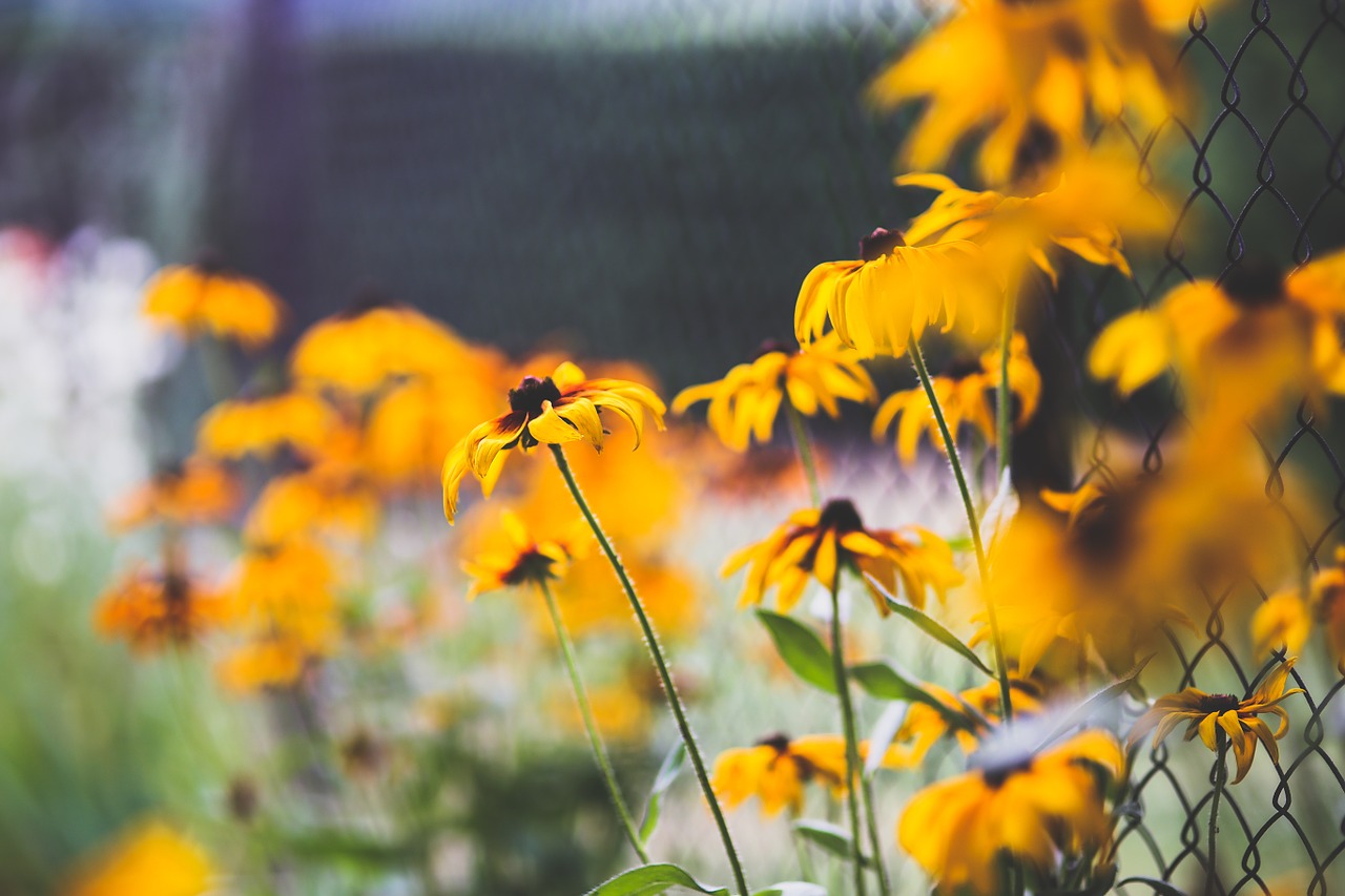 flower flowers bokeh free photo