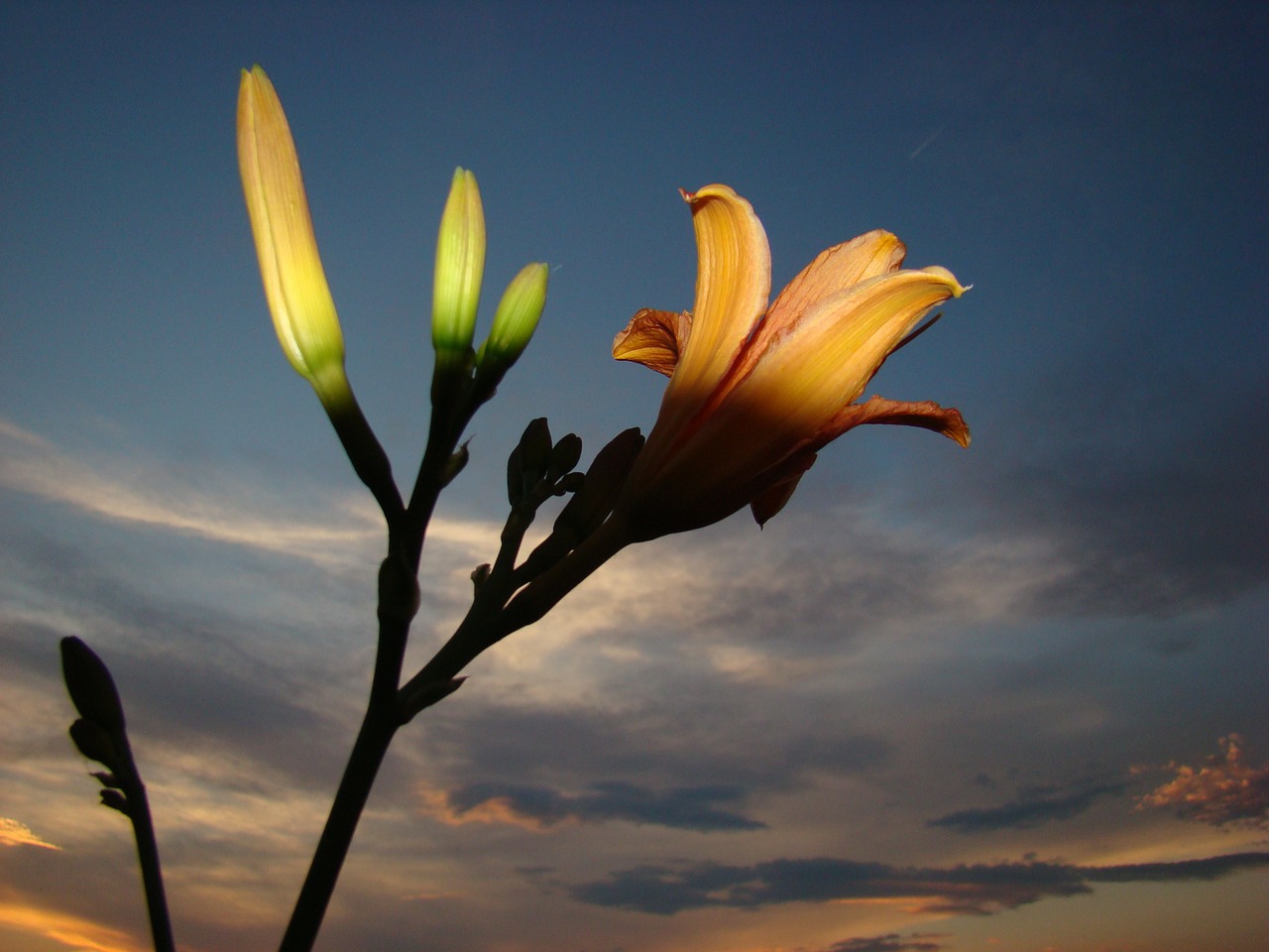 flower light cloud free photo