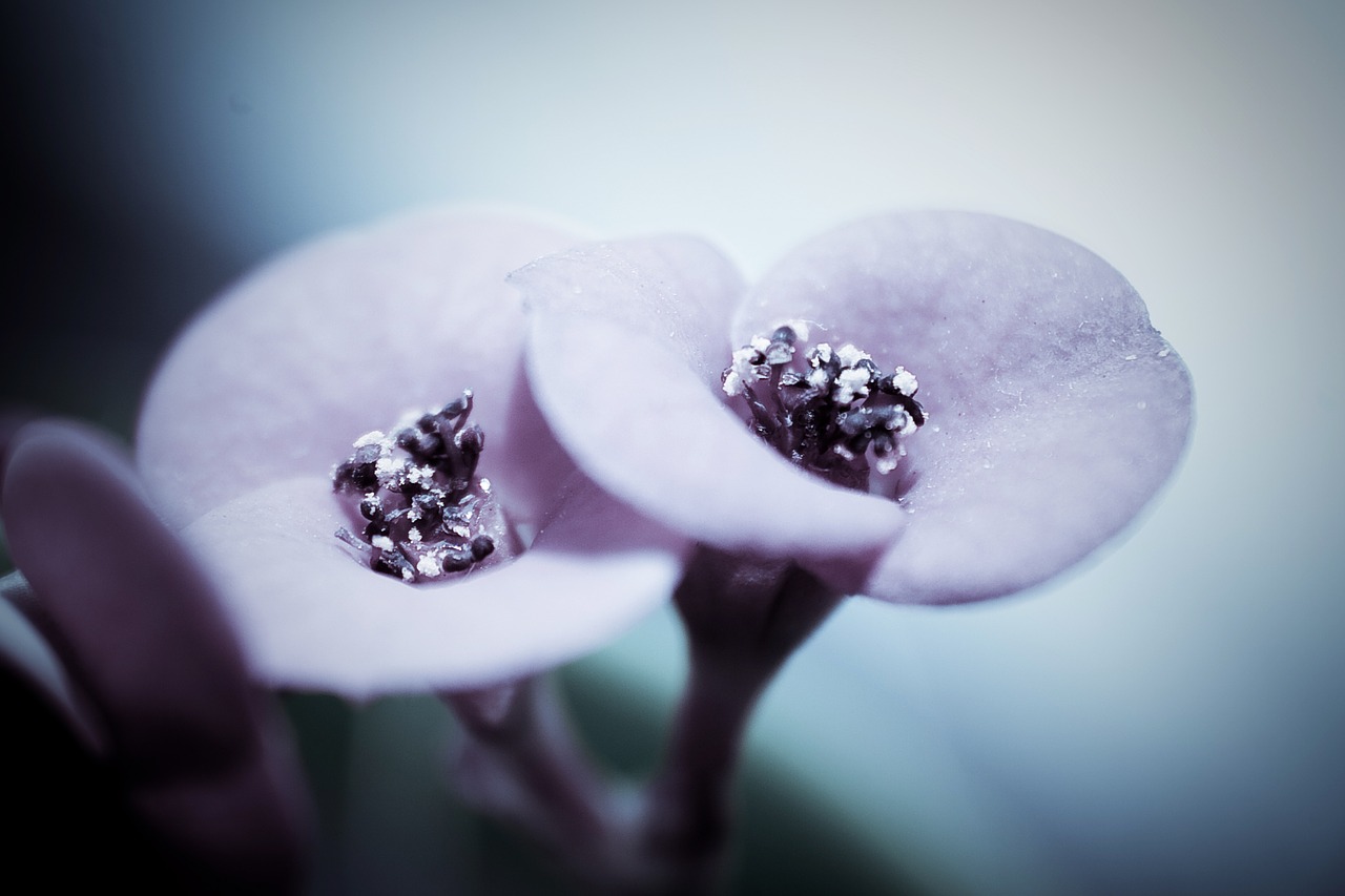 flower macro plant free photo