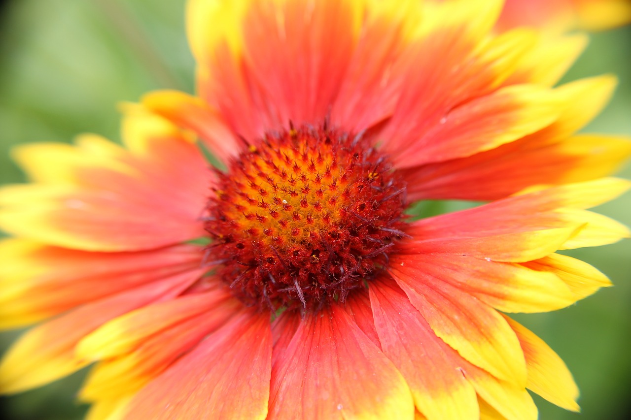 flower gaillarde nature free photo