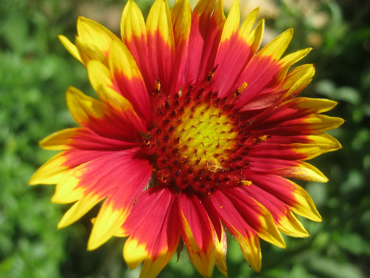 flower spring red free photo