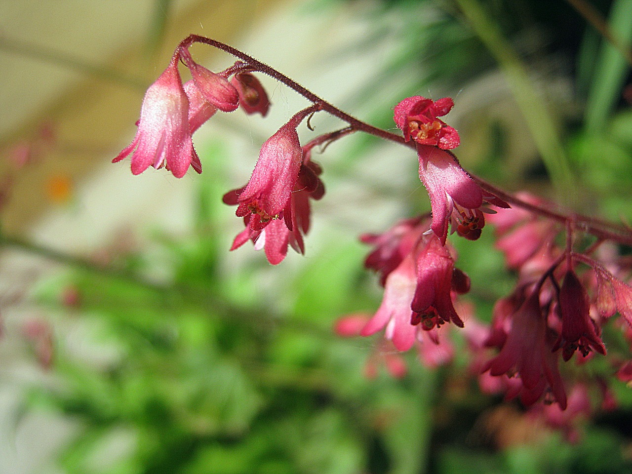 flower spring pink free photo