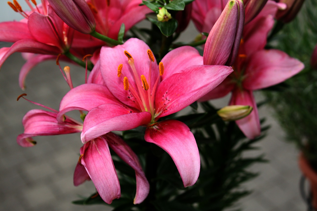 flower lilies color free photo