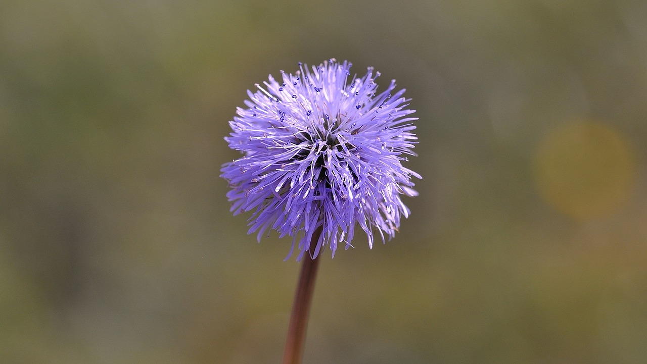 flower plant blossom free photo