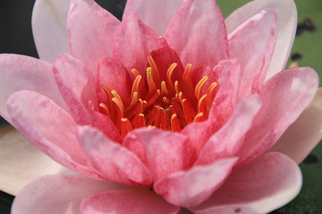 flower pink aquatic plant free photo