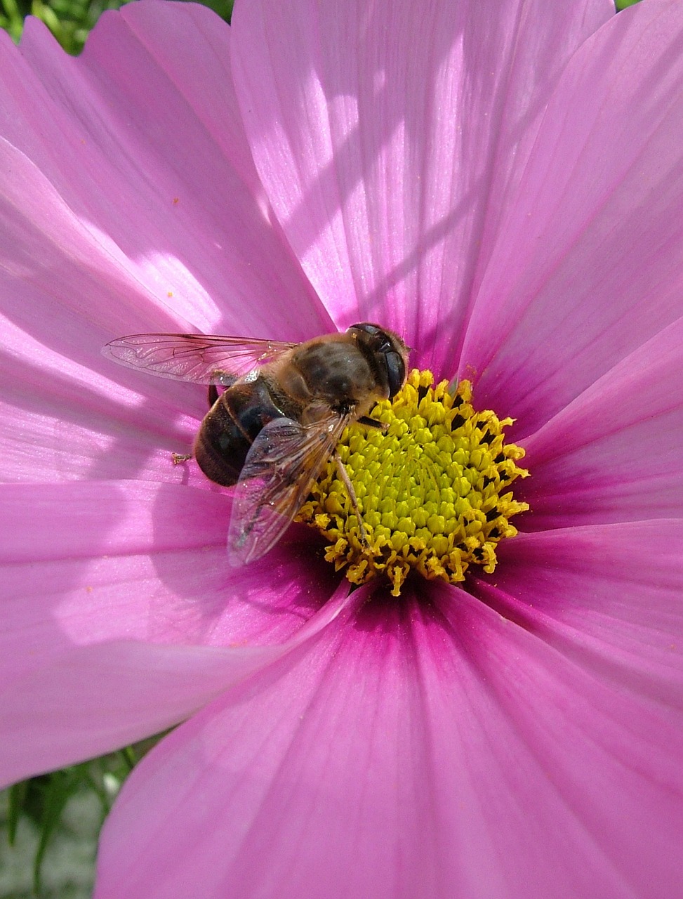 flower bee autumn free photo