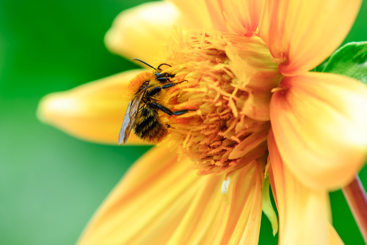 flower insect plant free photo