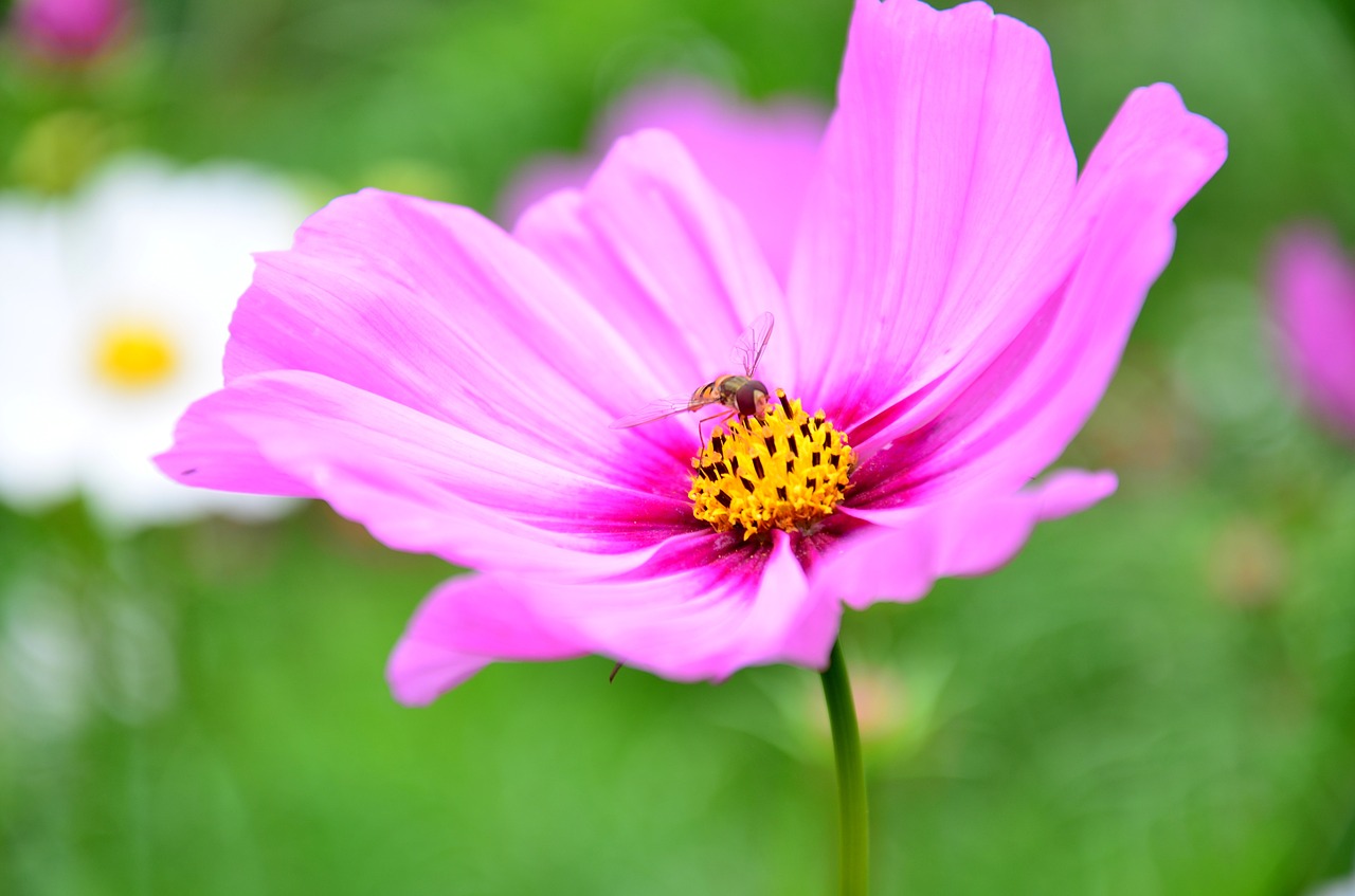 flower wasp pollen free photo