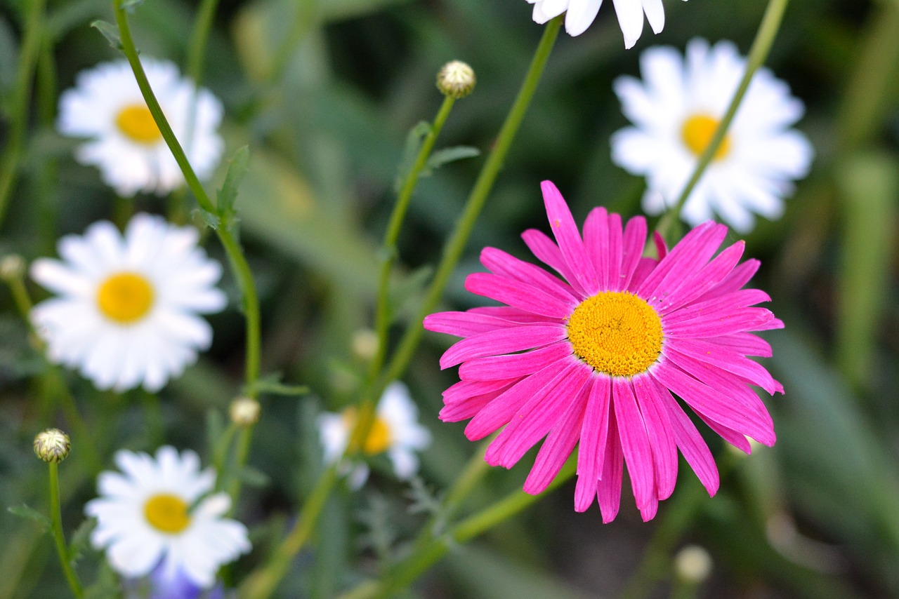 flower chrysanthemum plant free photo