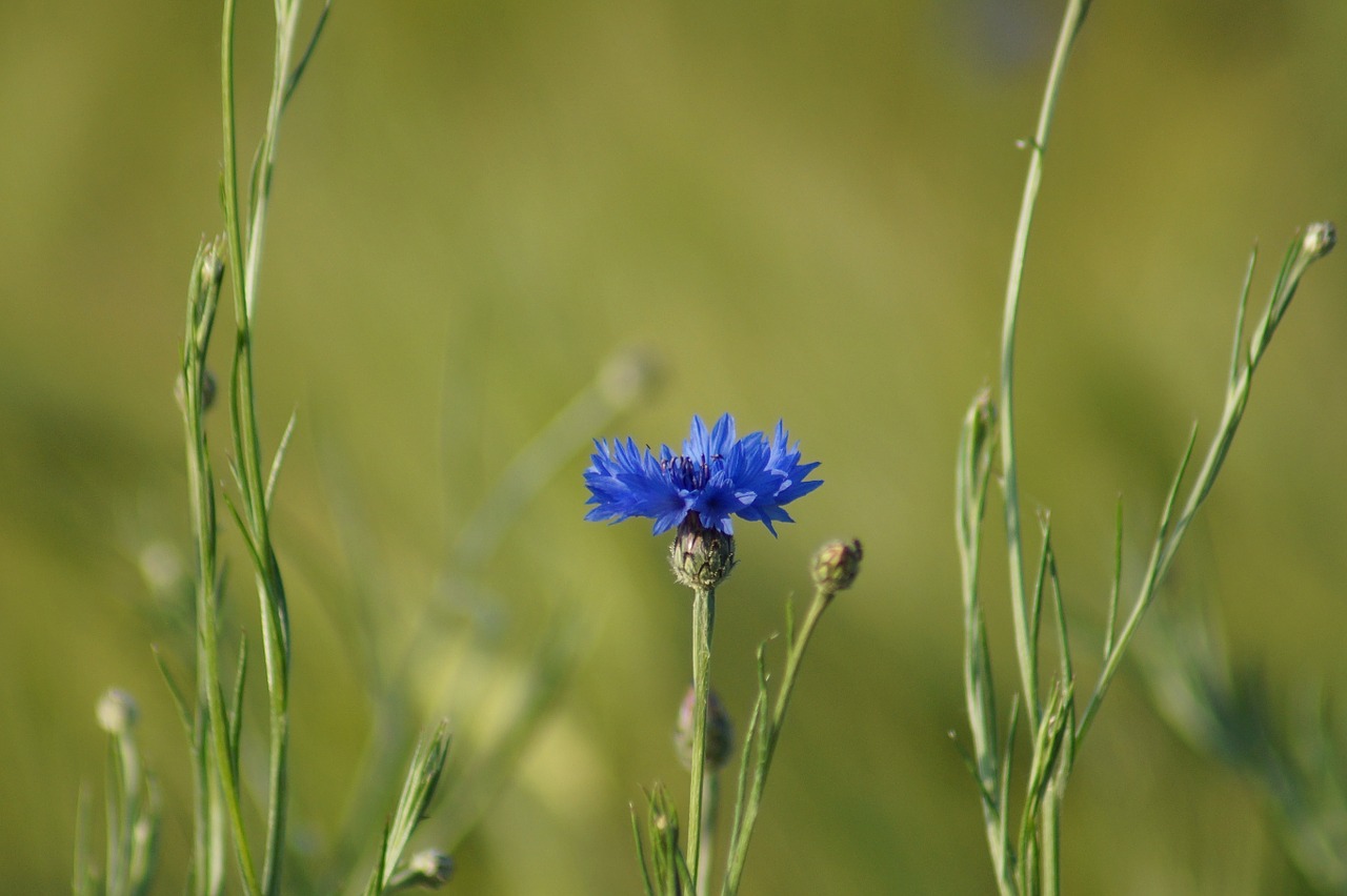 flower blue grass free photo