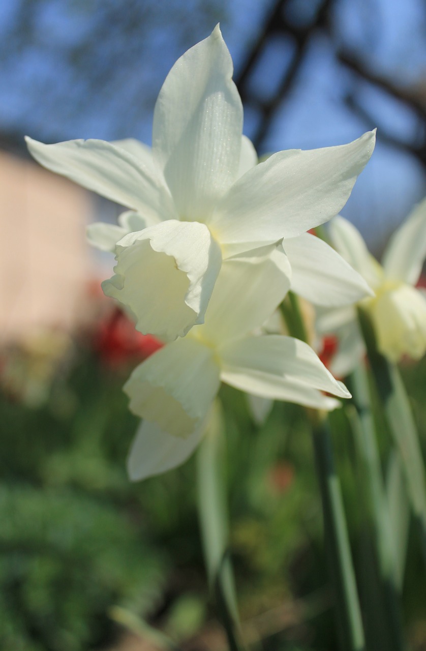 flower white daffodil free photo