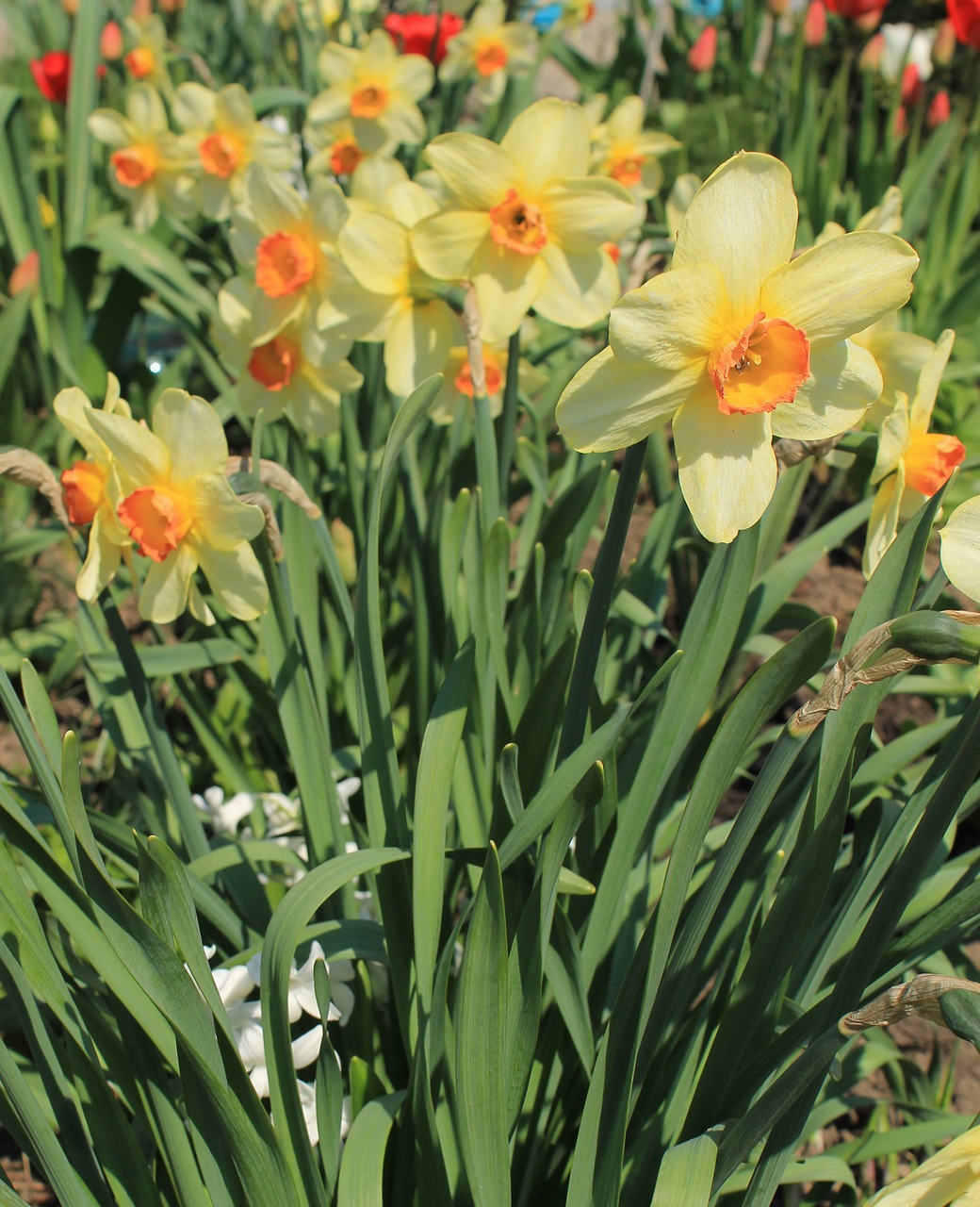 flower yellow daffodil free photo