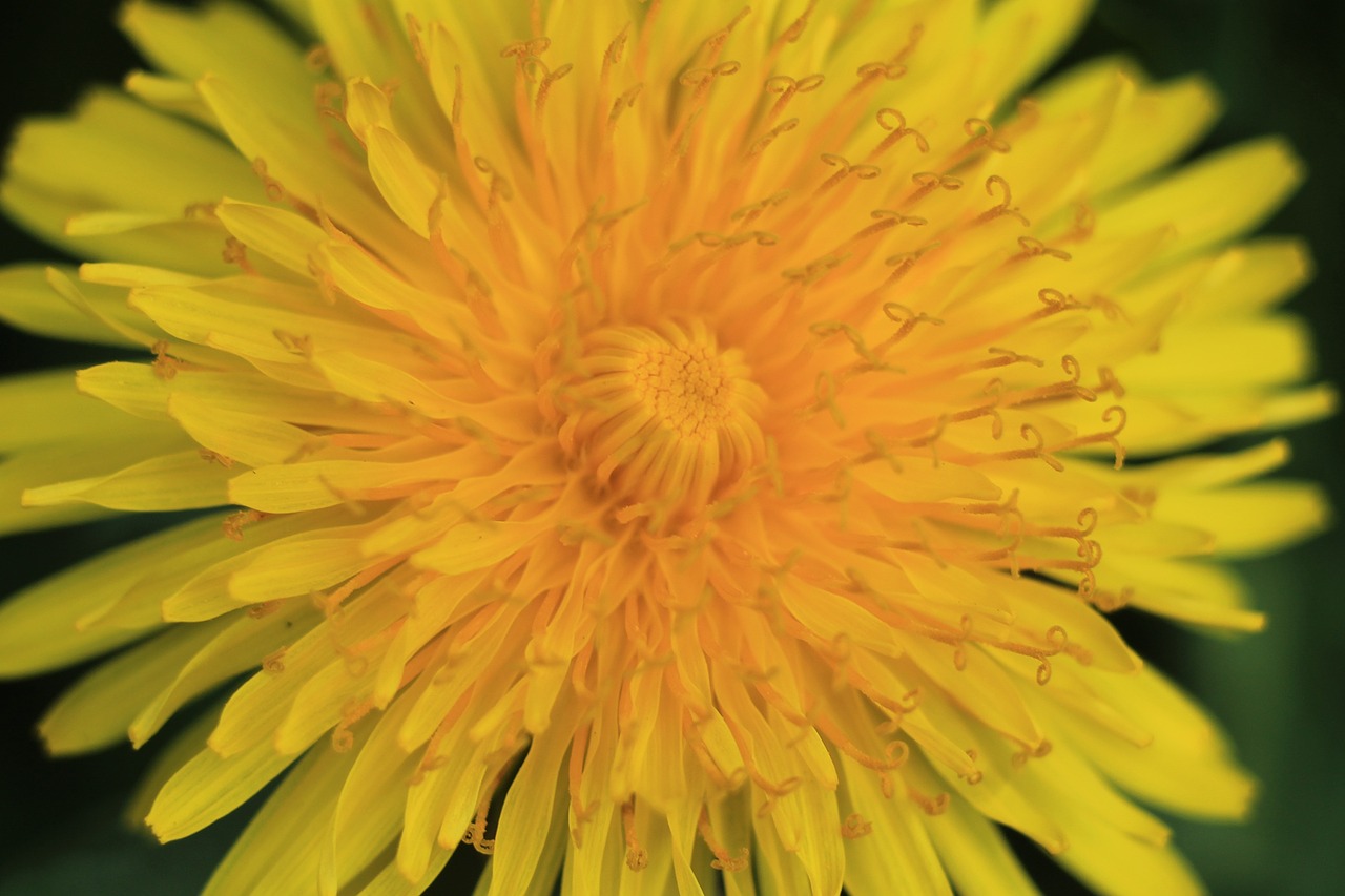 flower dandelion close-up free photo