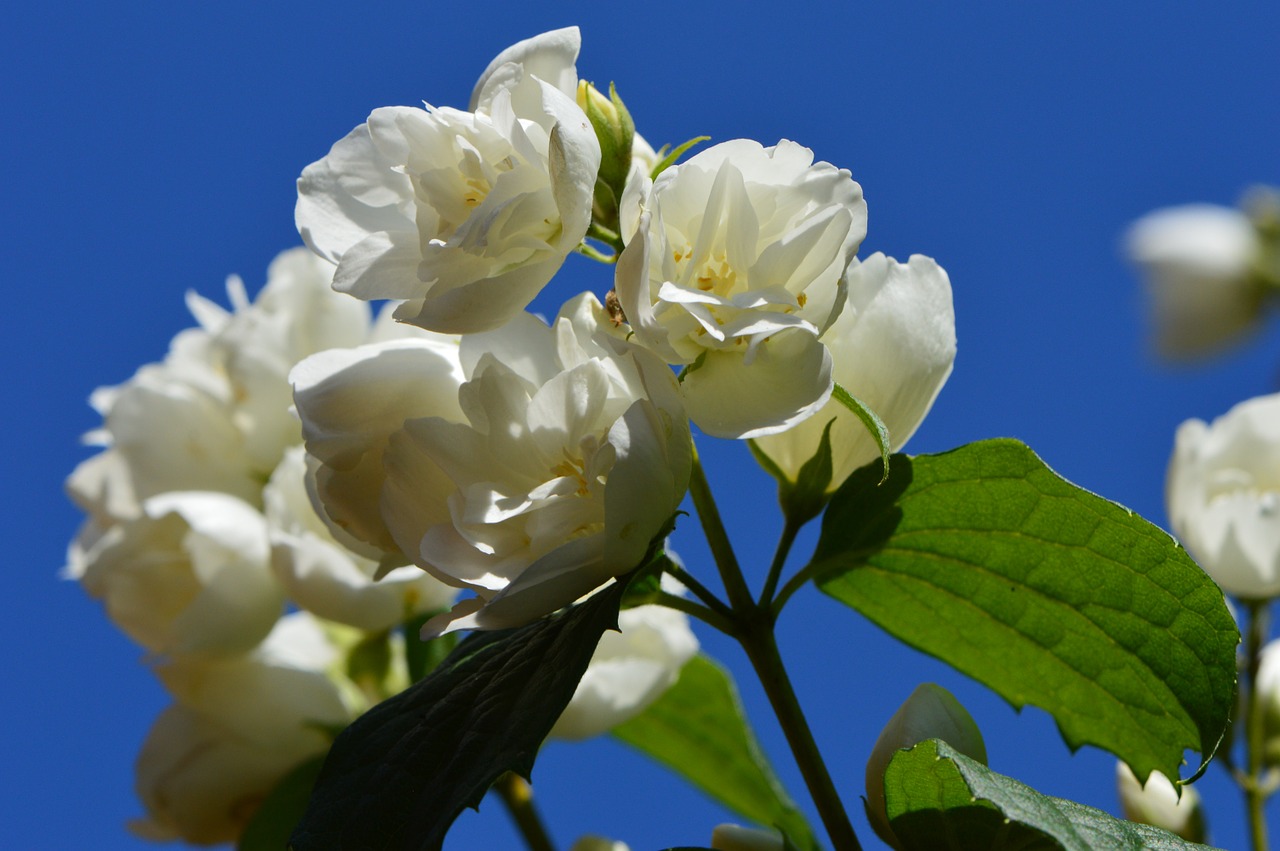 flower white jasmin free photo