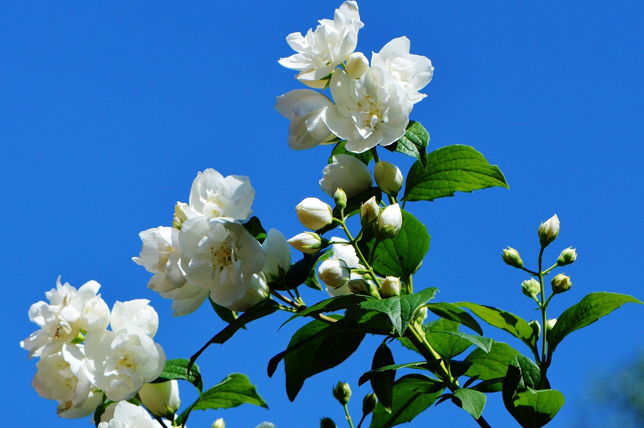 flower white jasmin free photo