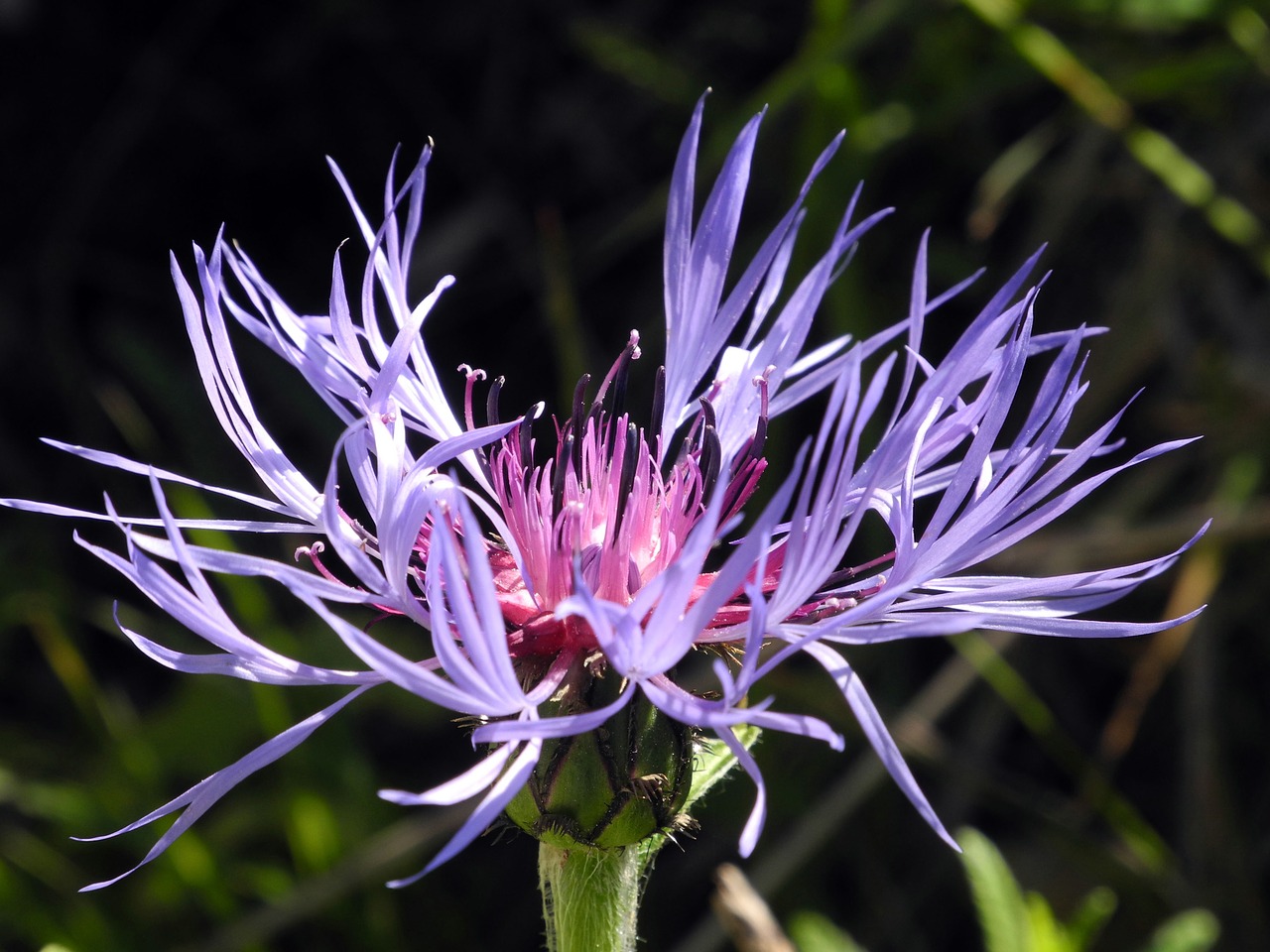 blossom bloom purple free photo