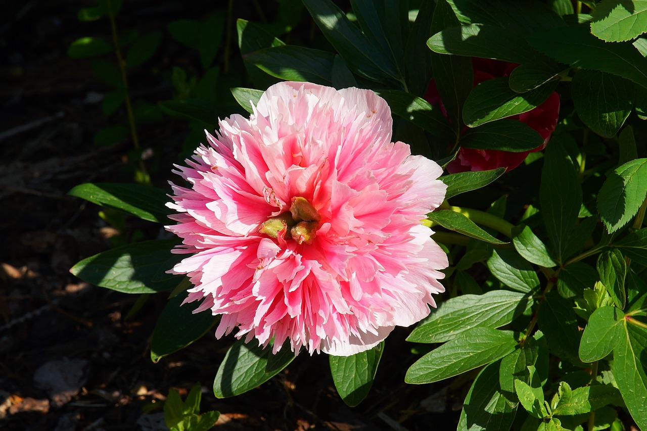 flower blossom bloom free photo