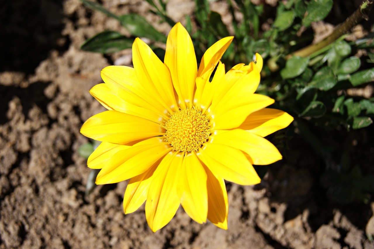 flower yellow nature free photo