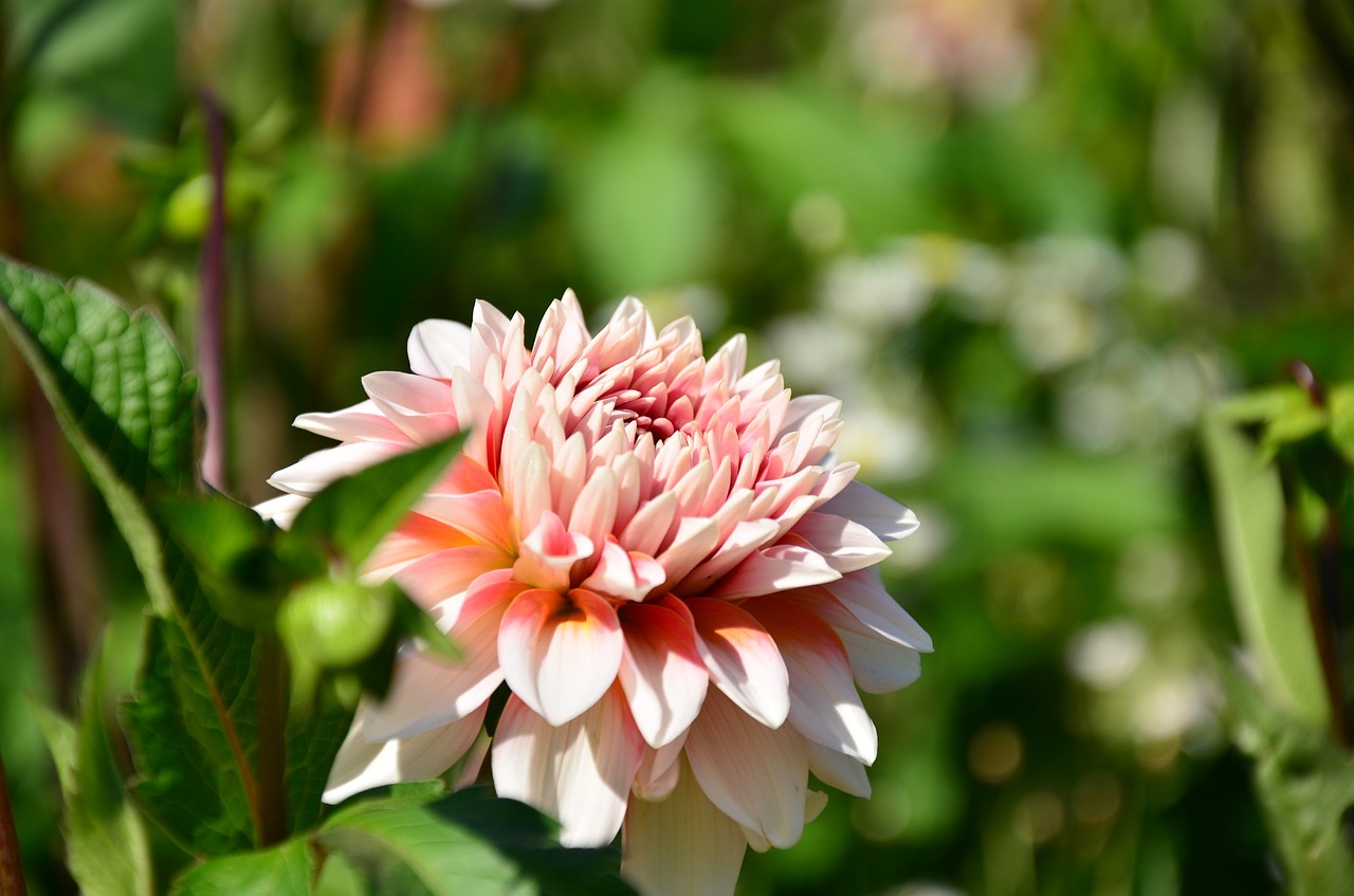 flower dahlia pink free photo