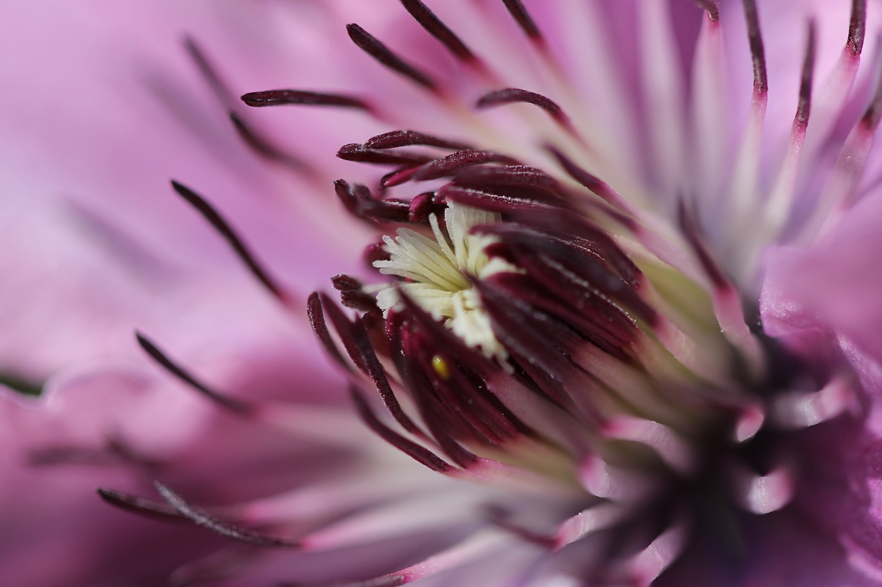 flower purple nature free photo