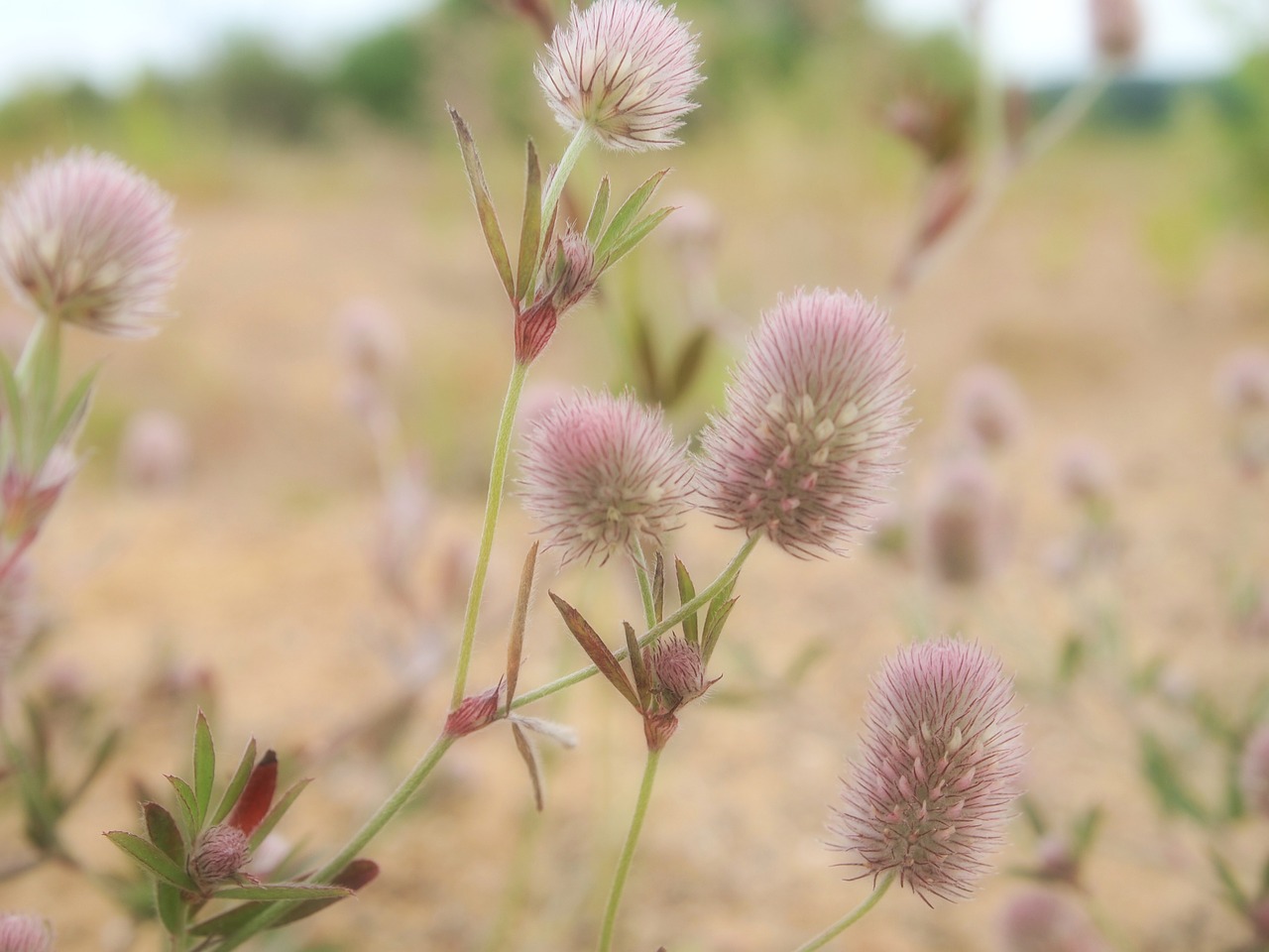 flower meadow lake free photo