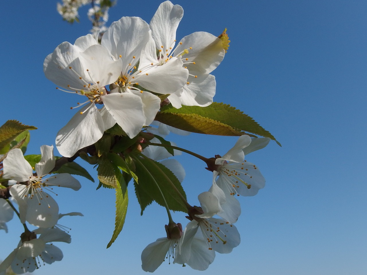 flower blossoming cherry spring free photo