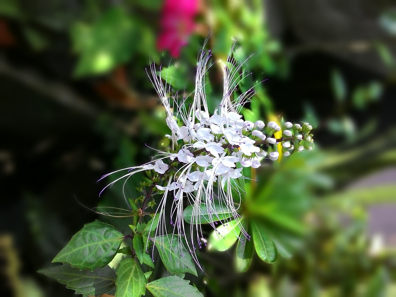 flower white nature free photo