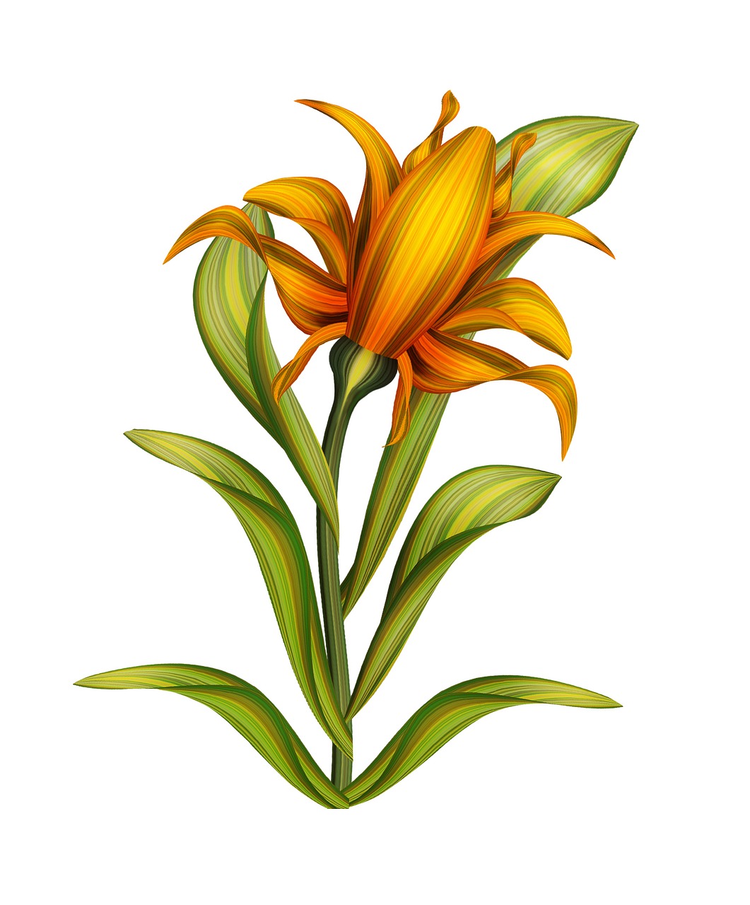 flower drawing isolated free photo