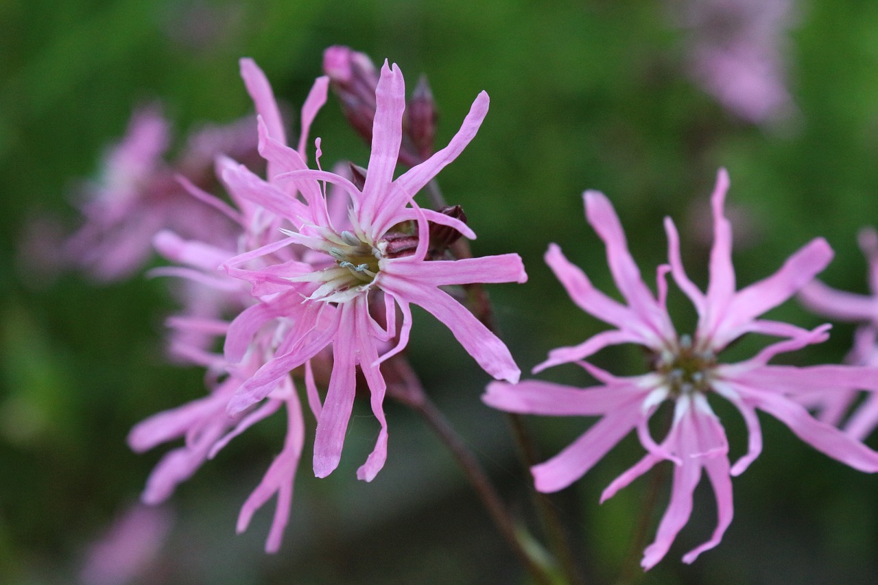 flower close pink free photo