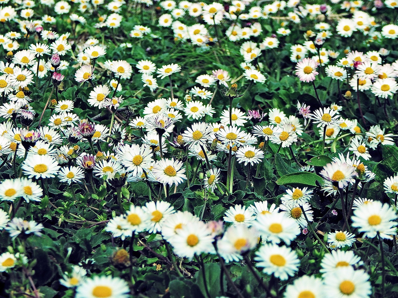 flower daisy meadow free photo