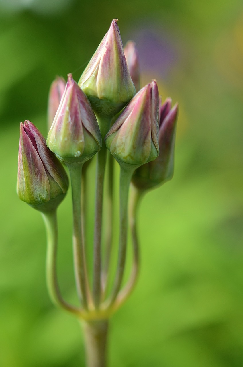 flower summer plant free photo