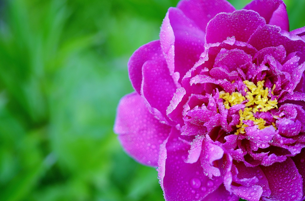 flower pink summer free photo