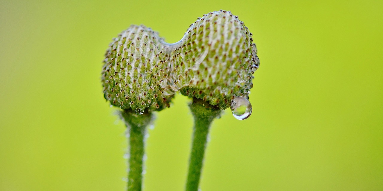 flower summer plant free photo