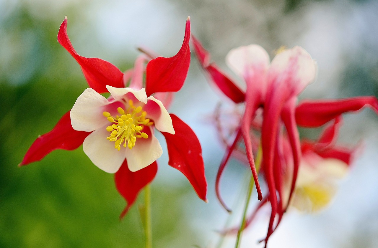 flower red summer free photo