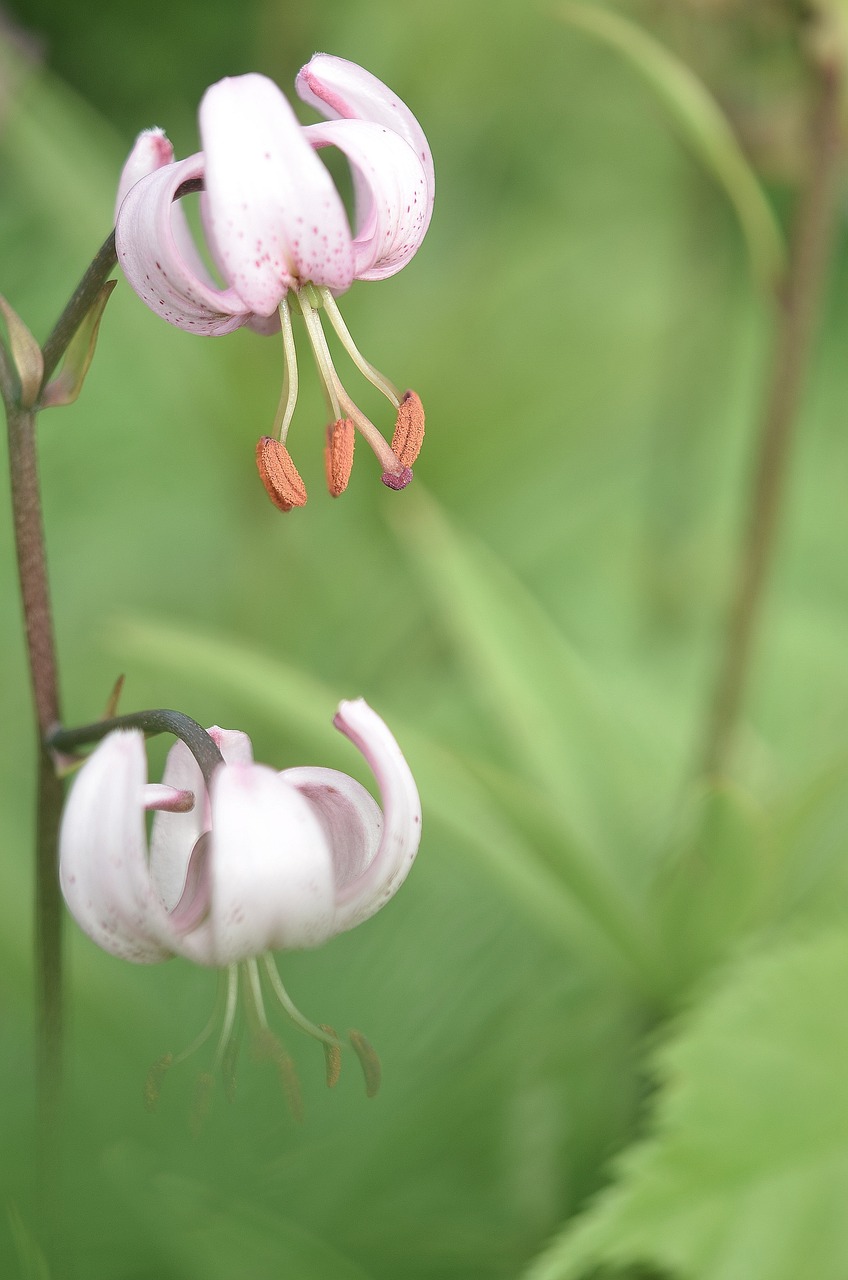 flower green nature free photo