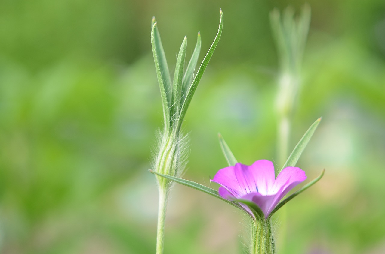 flower pink summer free photo