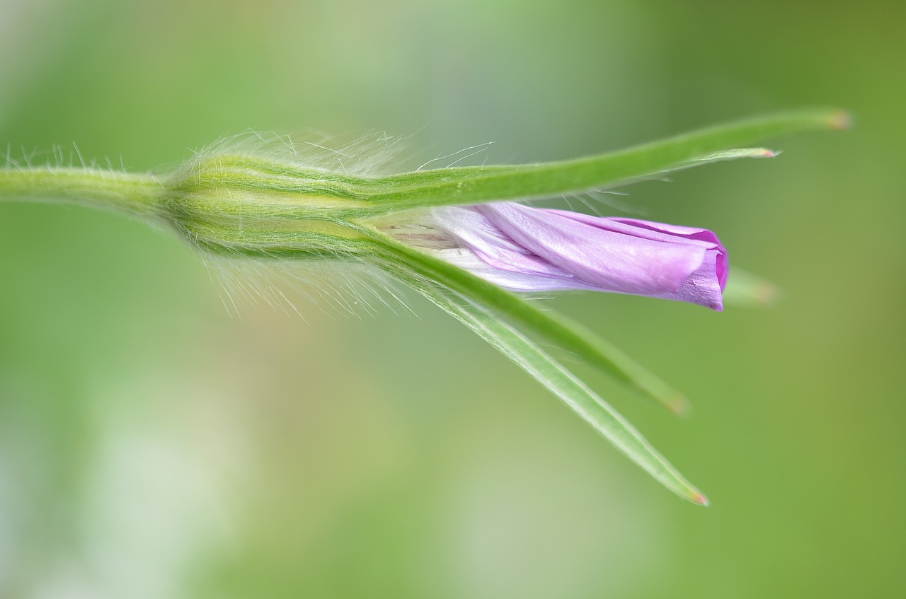 flower purple summer free photo