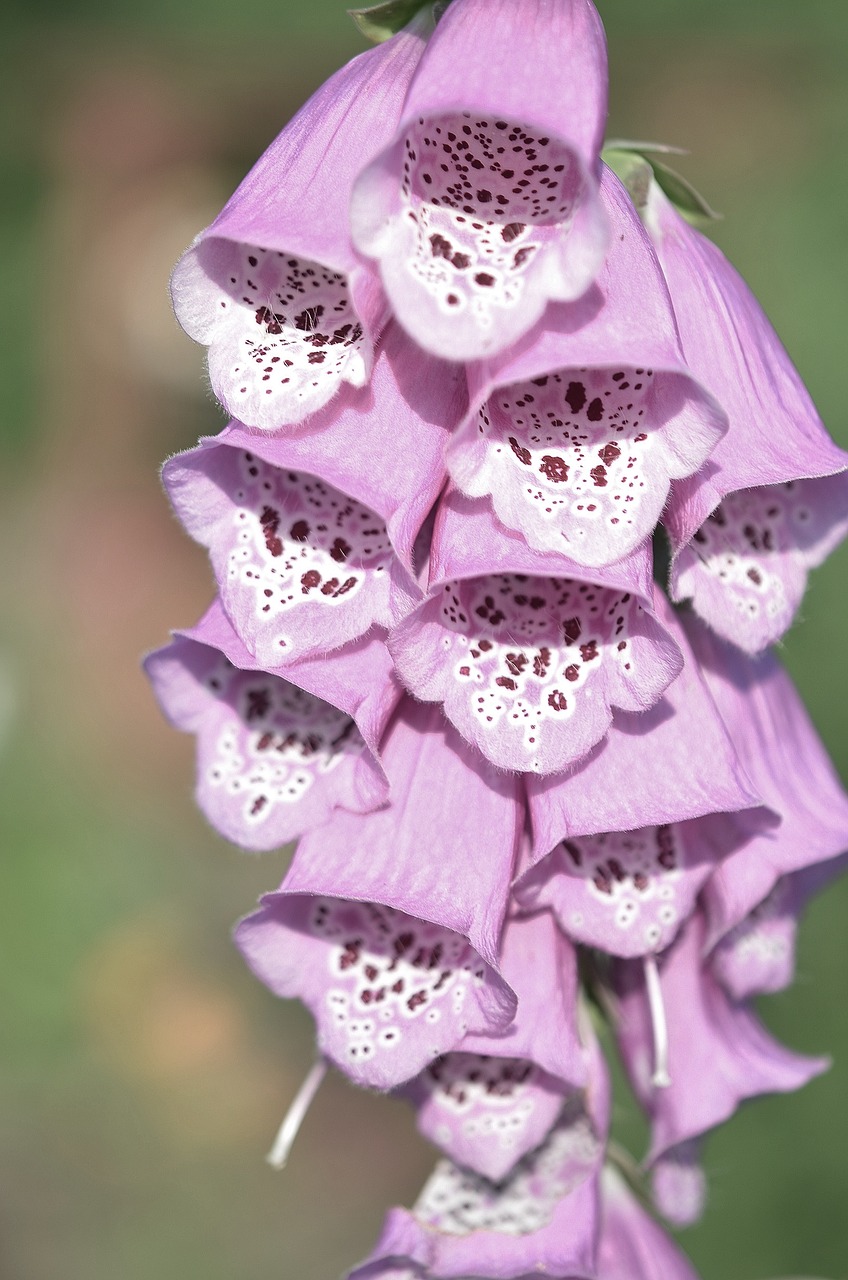 flower purple summer free photo