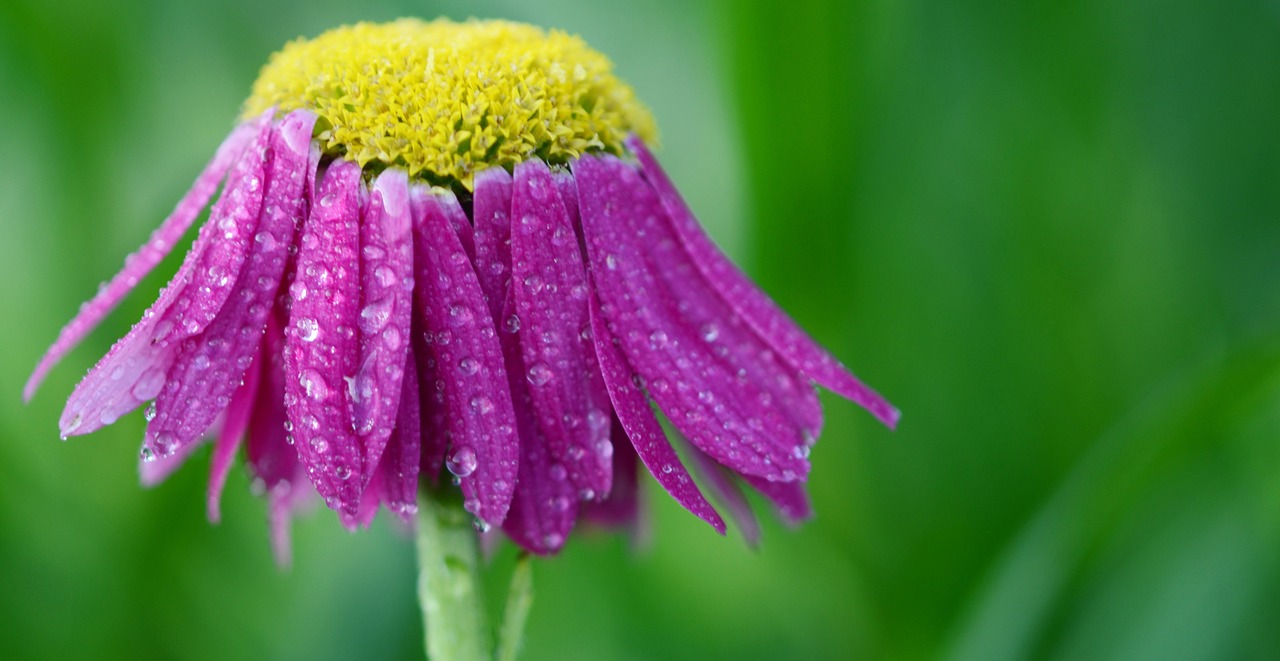 flower pink summer free photo